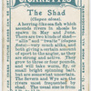 The shad (Clupea alosa).