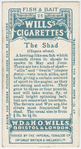 The shad (Clupea alosa).