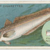 The hake (Merluccius vulgaris).