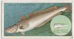 The hake (Merluccius vulgaris).