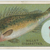 The ruffe (Acerina cernua).