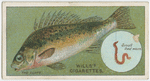 The ruffe (Acerina cernua).