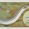 The conger eel (Conger vulgaris).
