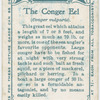 The conger eel (Conger vulgaris).