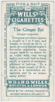 The conger eel (Conger vulgaris).