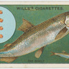 The smelt (Osmerus eperlanus).
