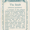 The smelt (Osmerus eperlanus).