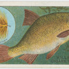 The rudd (Leuciscus erythrophthalmus).