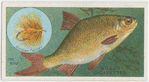 The rudd (Leuciscus erythrophthalmus).