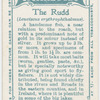 The rudd (Leuciscus erythrophthalmus).