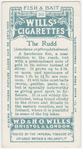 The rudd (Leuciscus erythrophthalmus).