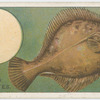 The flounder (Pleuronectes flesus).
