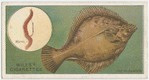 The flounder (Pleuronectes flesus).