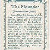 The flounder (Pleuronectes flesus).