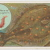 The plaice (Pleuronectes platessa).