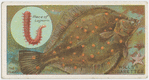 The plaice (Pleuronectes platessa).