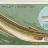 The ling (Molva vulgaris).