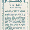 The ling (Molva vulgaris).