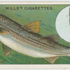 The grey mullet (Mugil capito).