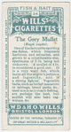 The grey mullet (Mugil capito).