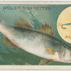 The bass (Labrax lupus).