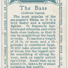 The bass (Labrax lupus).