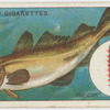 The cod (Gadus morrhua).