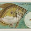 The john dory (Zeus faber).