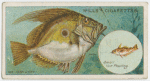 The john dory (Zeus faber).