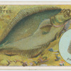 The halibut (Hippoglossus vulgaris).