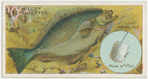 The halibut (Hippoglossus vulgaris).
