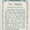 The halibut (Hippoglossus vulgaris).