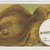 The turbot (Rhombus maximus).