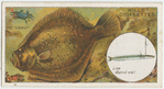 The turbot (Rhombus maximus).