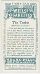 The turbot (Rhombus maximus).