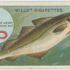 The pollack (Godus pollachius).