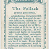 The pollack (Godus pollachius).