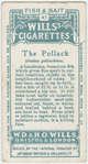 The pollack (Godus pollachius).