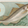 The haddock (Gadus aeglefinus).