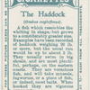 The haddock (Gadus aeglefinus).