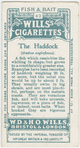 The haddock (Gadus aeglefinus).