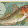 The gurnard (Trigla).