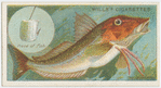 The gurnard (Trigla).
