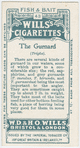 The gurnard (Trigla).