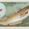The whiting (Gadus merlangus).