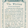 The whiting (Gadus merlangus).