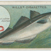 The coalfish (Gadus virens).