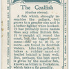 The coalfish (Gadus virens).