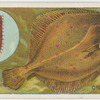 The dab (Pleuronectes limanda).