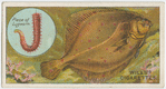 The dab (Pleuronectes limanda).